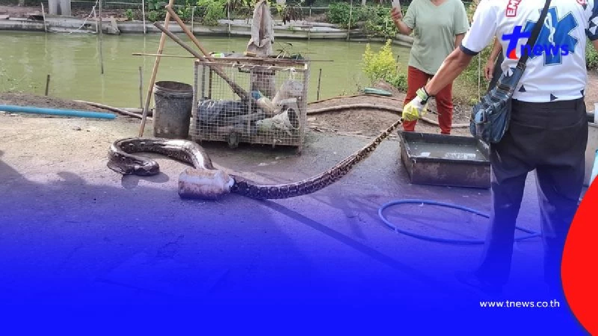 เป็ดร้องลั่นทั้งเล้า! เปิดภาพงูเหลือมยักษ์ 3.55 เมตร บุกกลางสระ