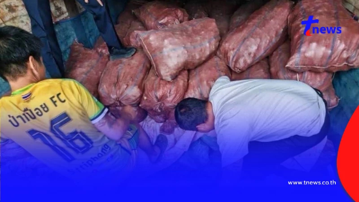 สกัดหมูเถื่อน! ศุลกากรดัดหลังขบวนการใหญ่ยึดของกลางลอตใหญ่ 16.4 ตัน