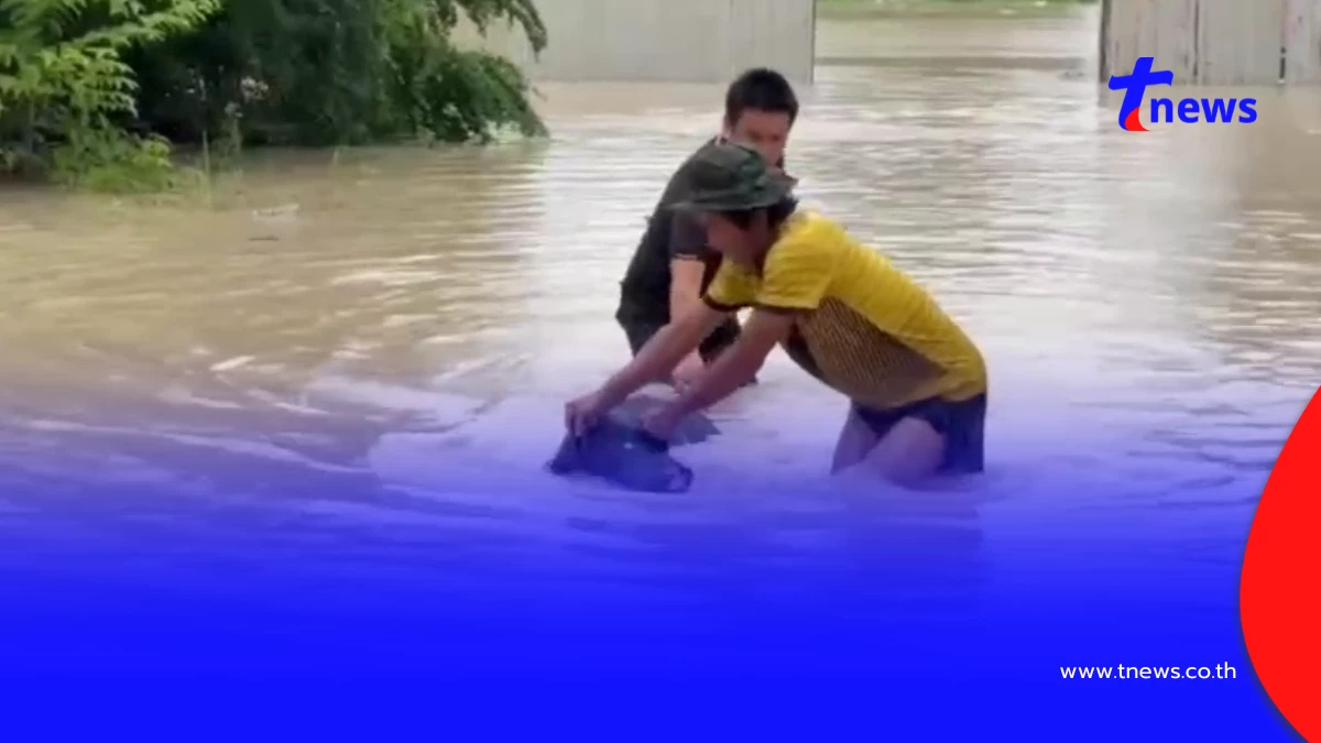 ปลวกแดงอ่วม! น้ำทะลักท่วมบ้าน กู้ภัยช่วยหมู 7 ตัวลอยคอรอด