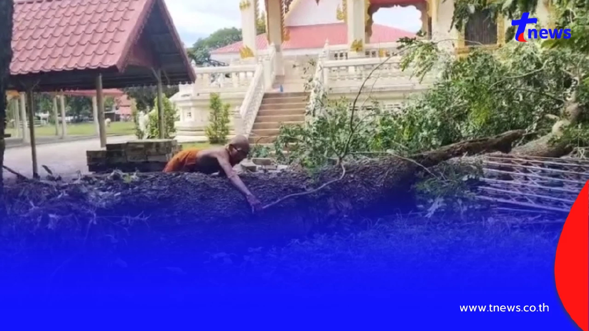 เฉียดเมรุหวุดหวิด ไม้มงคลยักษ์ 50 ปี โค่น ปาฏิหาริย์ไร้รอยขีดข่วน