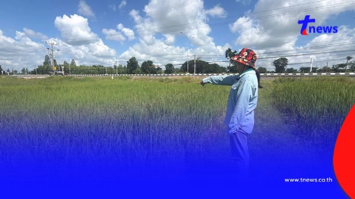 ชาวนาร้องด่วน! ไฟถนนส่องนาทั้งคืน ข้าวไม่ออกรวง วอนปิดไฟ 15 วัน