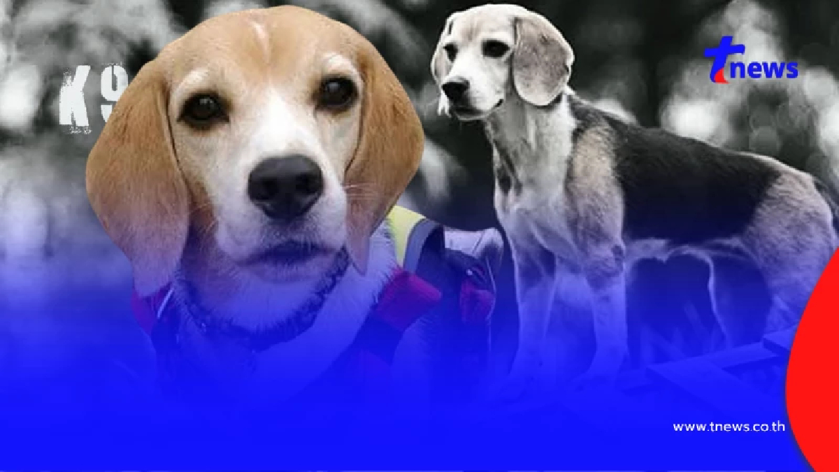 ปิดตำนาน "สปีดี้" K9 นักสู้สี่ขา กู้ภัยอาลัย บีเกิ้ลตัวเล็กใจใหญ่
