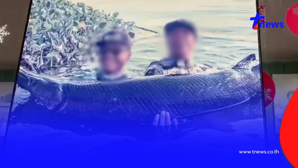 ปลาจระเข้ 3 เมตร หลุดบึงสำราญ 300 ตัว ชาวบ้านผวารุมจับขายคืน