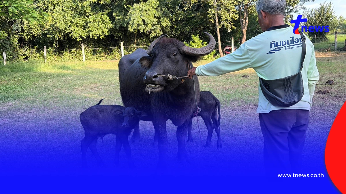 บุรีรัมย์ฮือฮา! "เจ้าวันชุม" แม่ควายออกลูกแฝด สุขภาพแข็งแรง