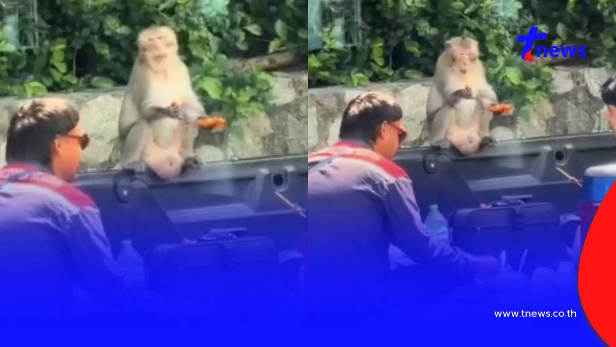 ไวรัลสนั่น! ลิงเขาสามมุขเนียนนั่งกินข้าวเหนียวไก่ย่างกับ นทท.