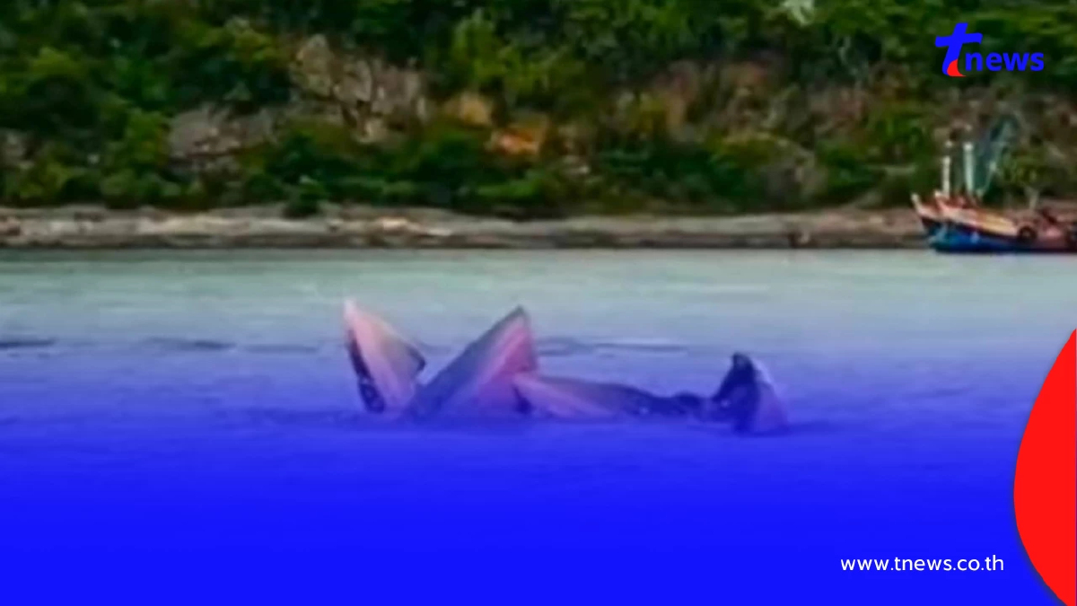 ตื่นตาตื่นใจ นาทีวาฬบรูด้ายักษ์โผล่อวดโฉมที่เกาะสีชัง